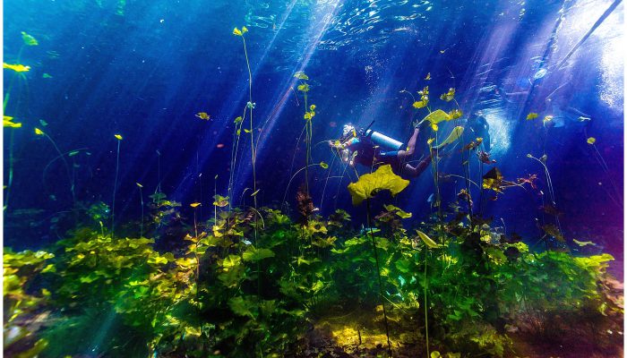 Cenote Underwater Photography